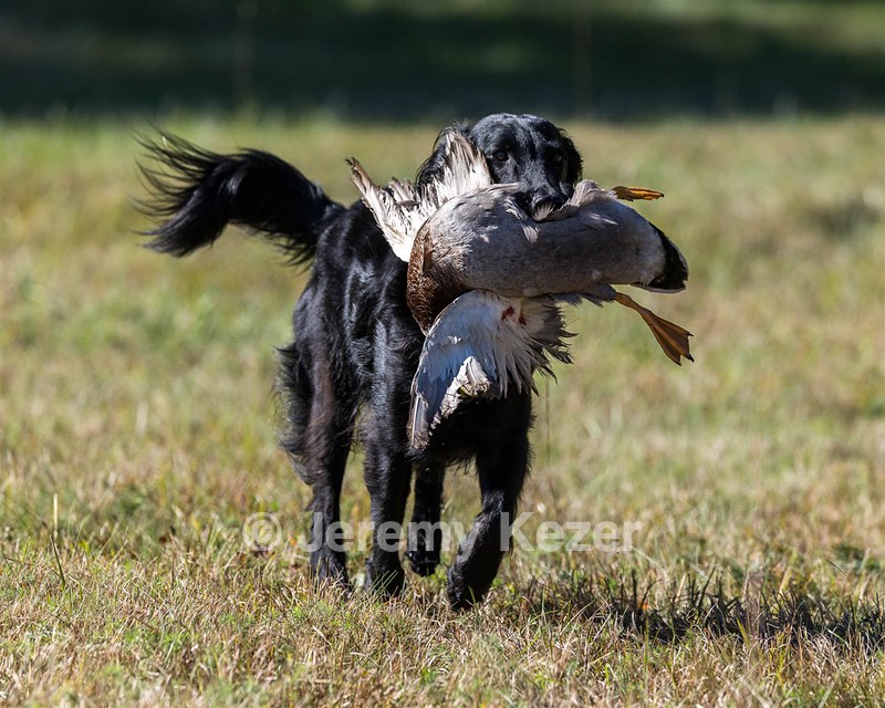 Dolly Partridge