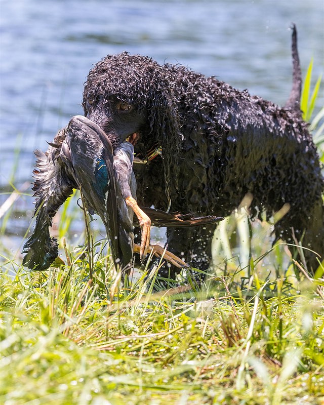 Ghillie Kezer