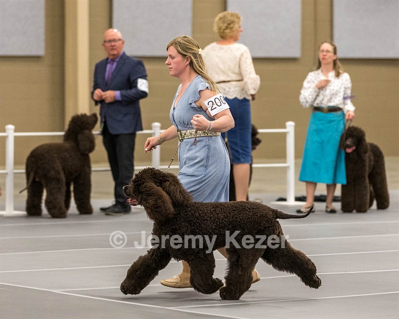 200 - GCH CH Poole’s Ide By Design