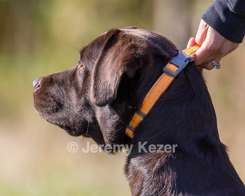 Rimfire's Spoonful of Sugar "Poppy"