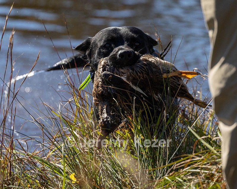 Ruger Harrelson