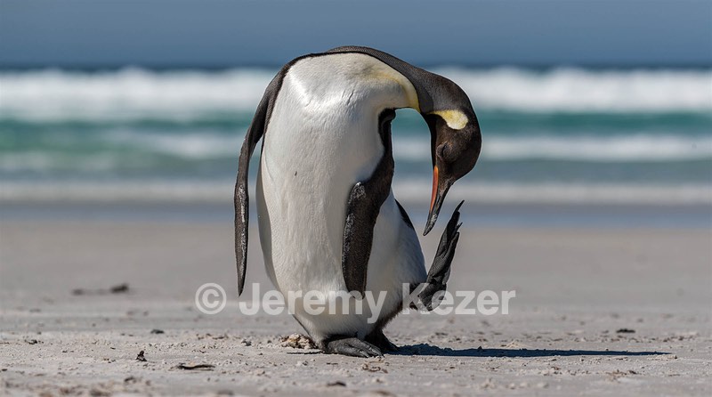 King Penguin, Saunders Island, The Falklands