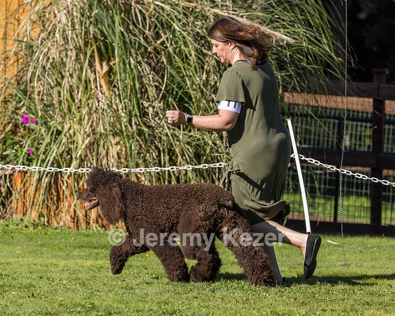11 - GCH CH BREKKON'S FIRST MARK BN RN CGC TKN (Hunny)