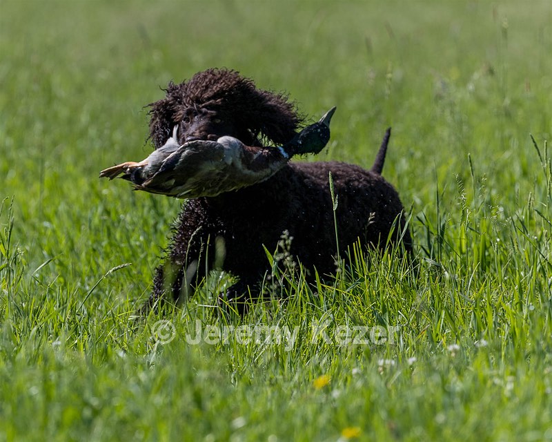 Ghillie Kezer