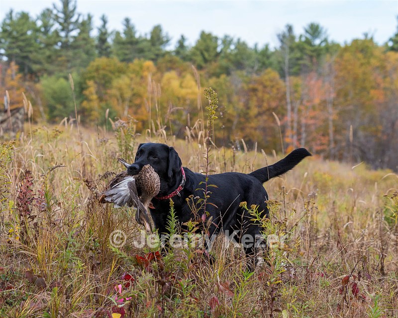 Shoreline's Dancing Girl (Sadie)