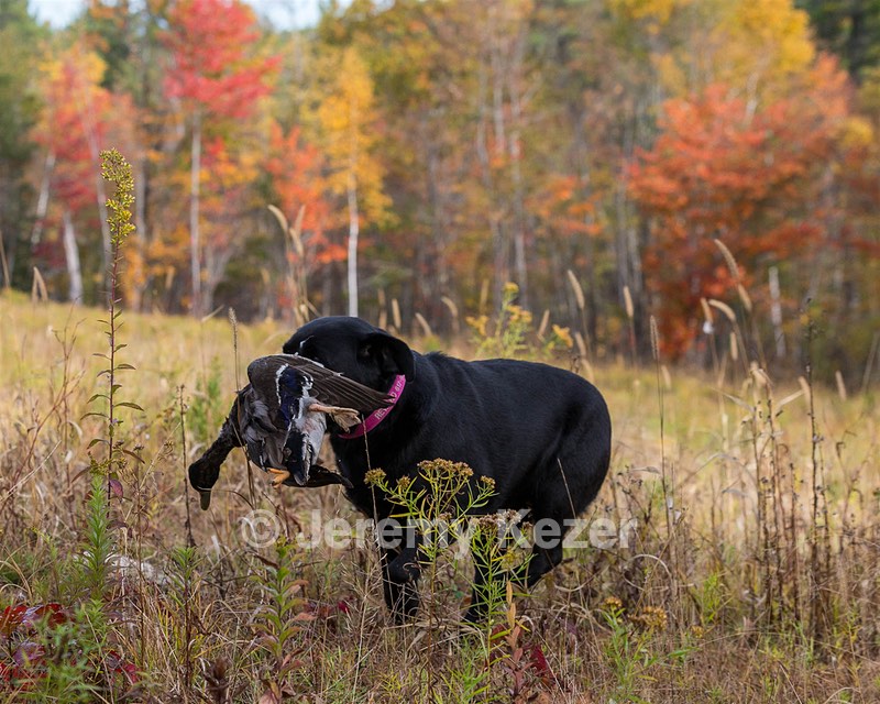Shoreline's Dancing Girl (Sadie)