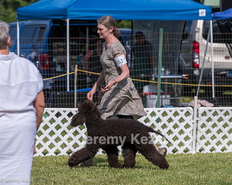 62 - GCH CH Chantico's Dark And Stormy BN RN (Kiera)