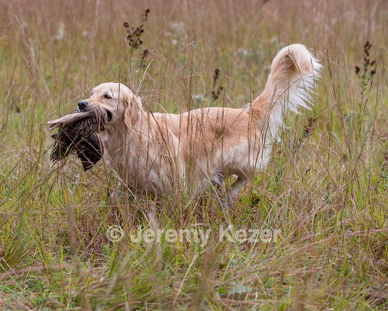 Sedge Houston