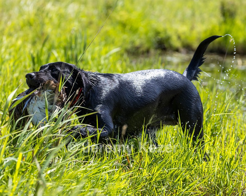 Hazel Blat