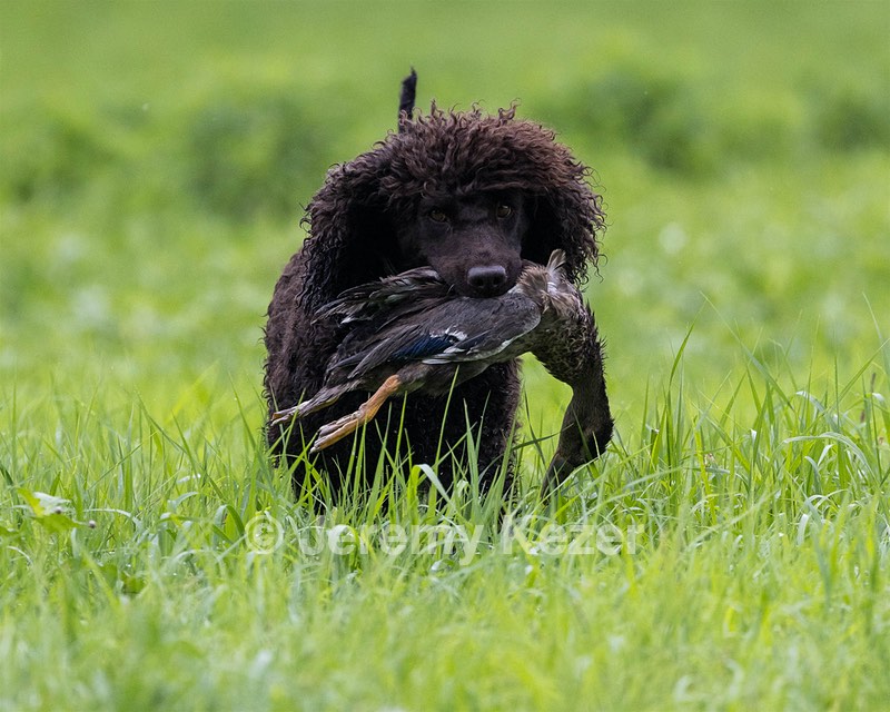 Ghillie Kezer