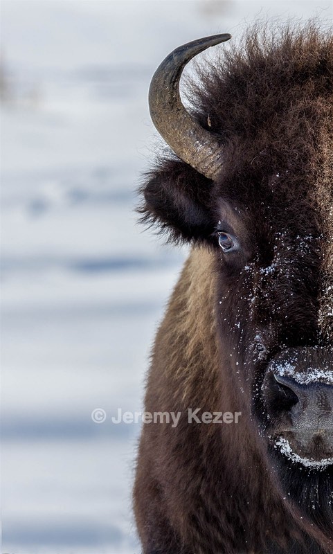 Bison, Yellowstone National Park