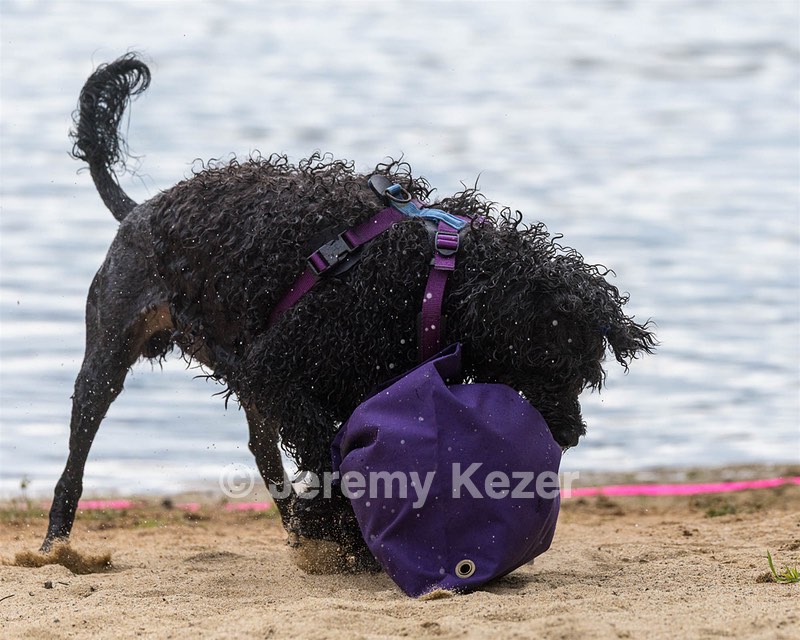 Perry Schaub
