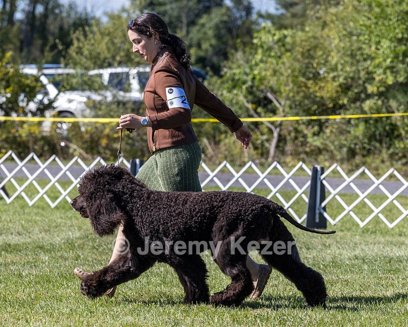 25 - GCH CH POOLE'S IDE RIPTIDE OHS RI DS CGC (Rip)