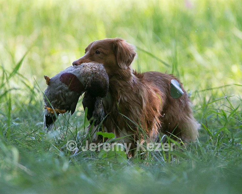 Breeze Tucker