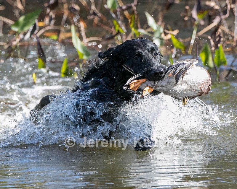 Splash