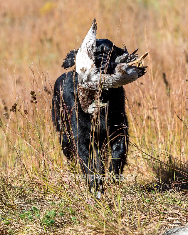 Ruger Bodine