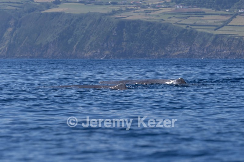 Sperm Whale