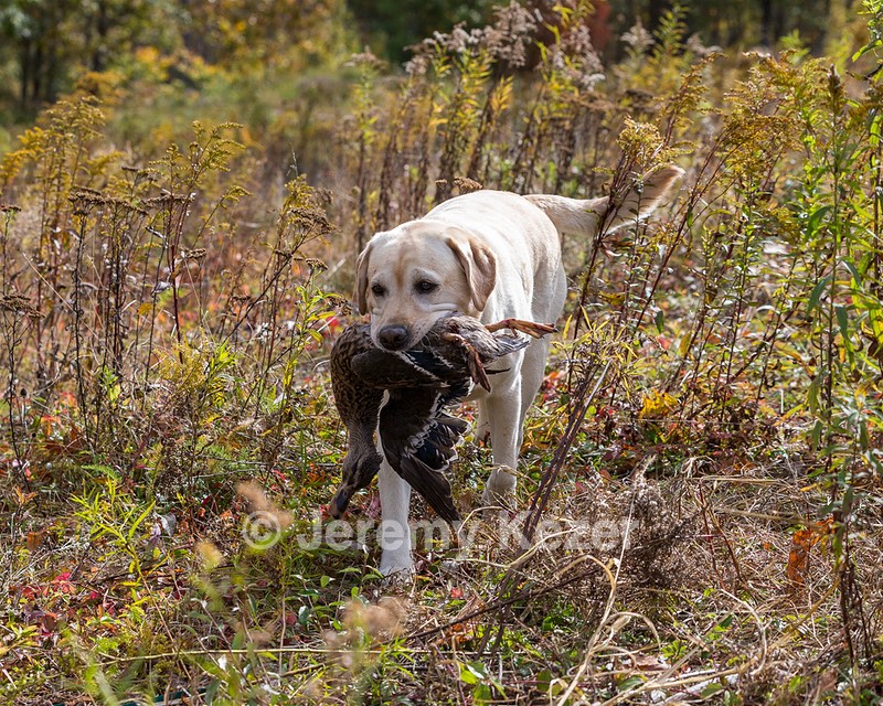 Meadowmere's Annisquam JH WC CGC (Annie)