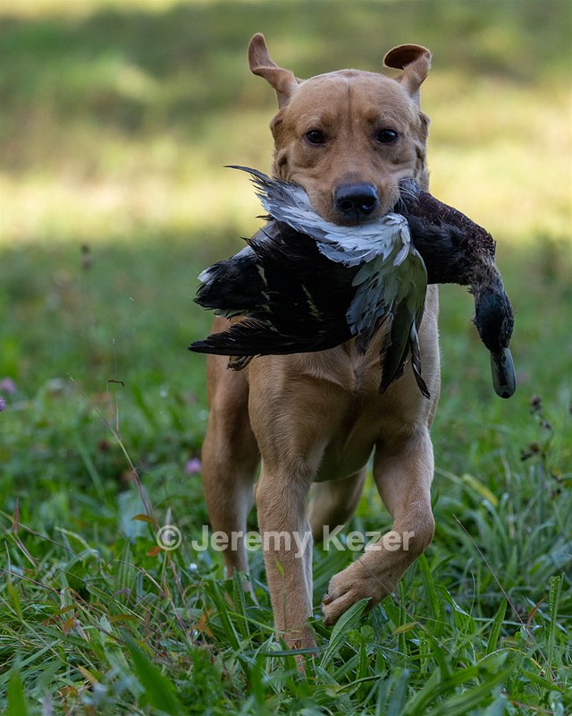 Seamus Firisin