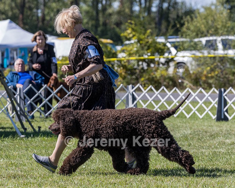 07 - GCH CH CASTLEHILL'S RAMBLIN' RAFAEL O'CRISPIN BN (Rafi)