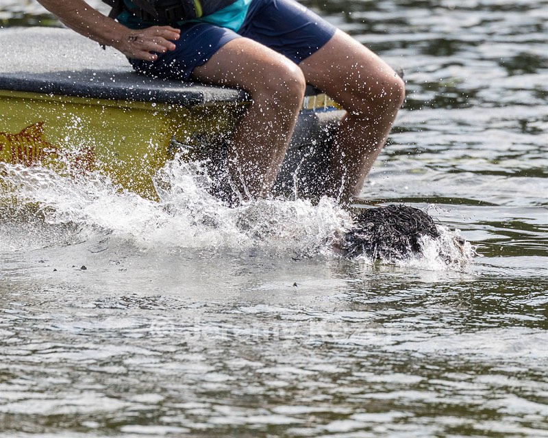 Perry Schaub