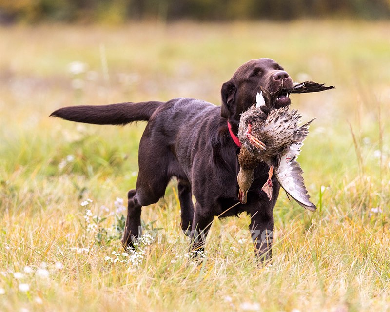 Gunny Fisher