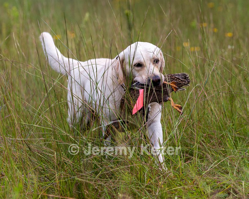 Henry