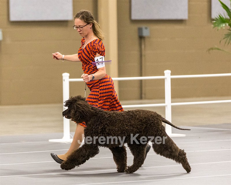 17 - Ballyhoo’s V Finnegan Mcneill BN FDC CA BCAT DS DJ CGCA TKN VHMA JH JHU WD