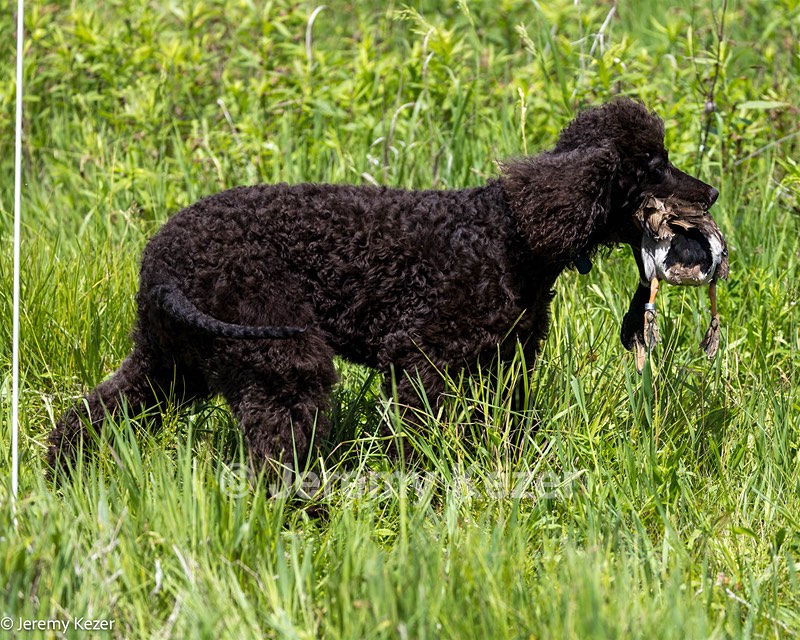 Ghillie Kezer