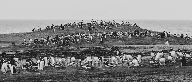 Gentoo Penguins, Saunders Island, The Falklands