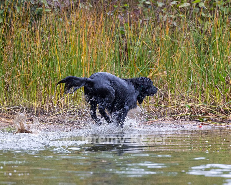 Ripple