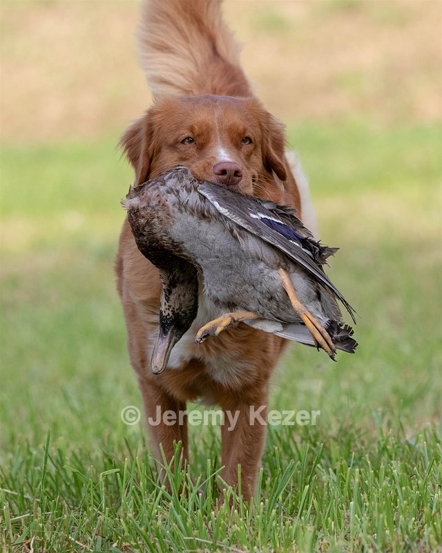 Ganser Baillargeon
