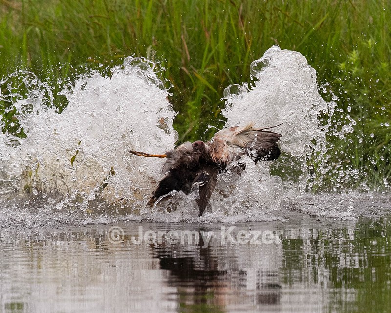20130713-MHB2-0286.jpg