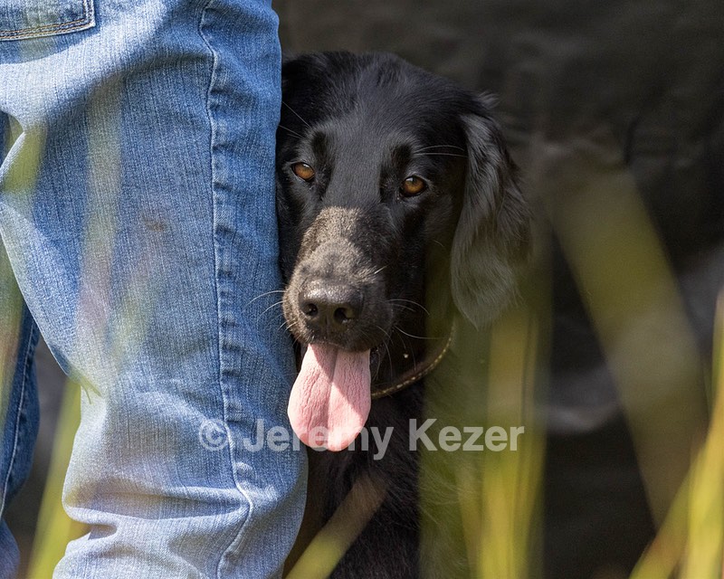 Ziva