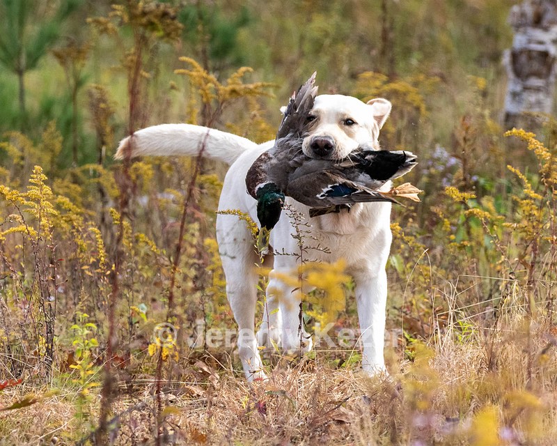 Grampian Happily Ever After RN JH CC WC (Henry)