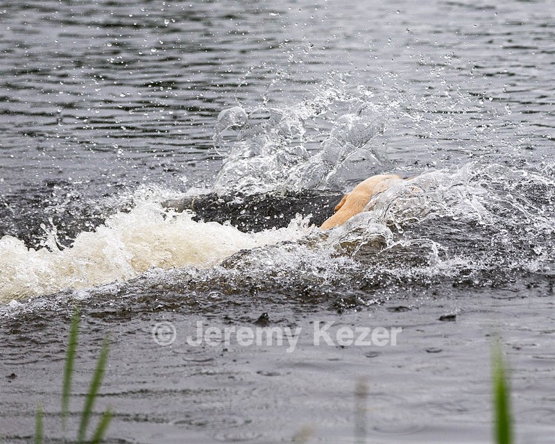 Goose