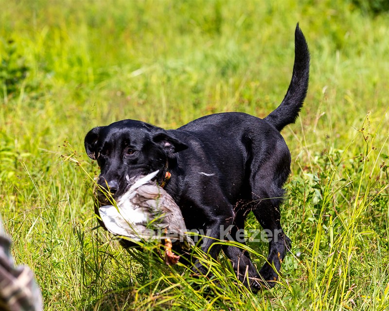 Mowgli