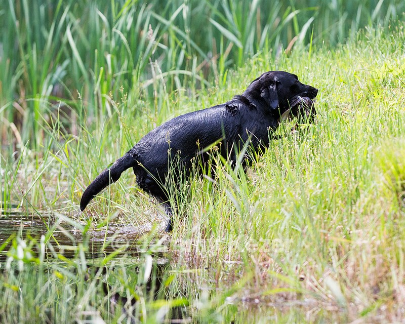 Pepper Ungar
