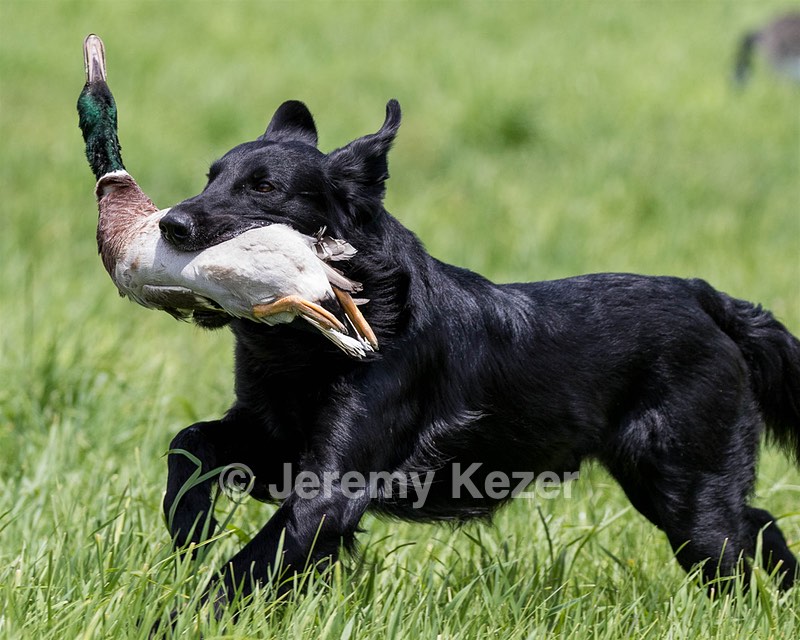 Hunter Law