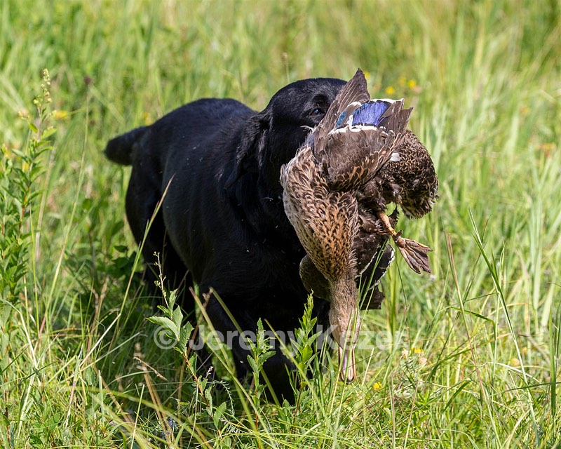Pemi
