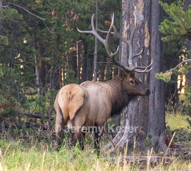 Yellowstone National Park