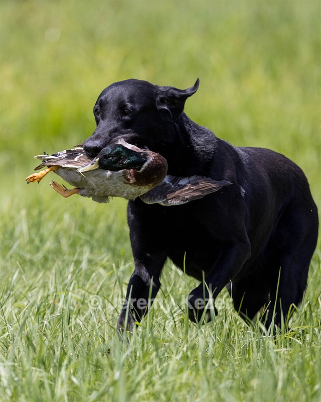 Cane Robichaud