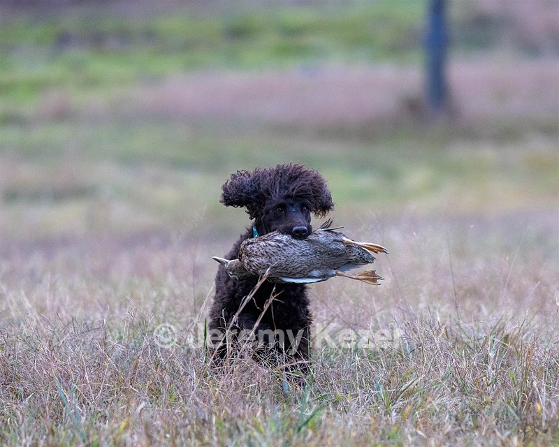 Ghillie Kezer