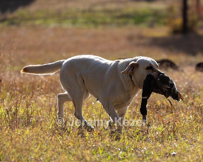 Amari Jackson