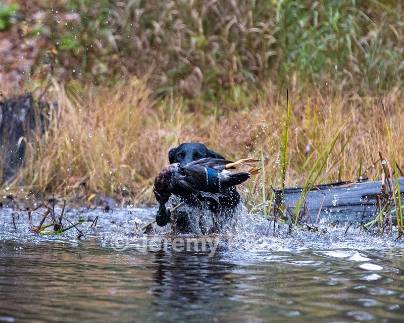 Bling Kennedy
