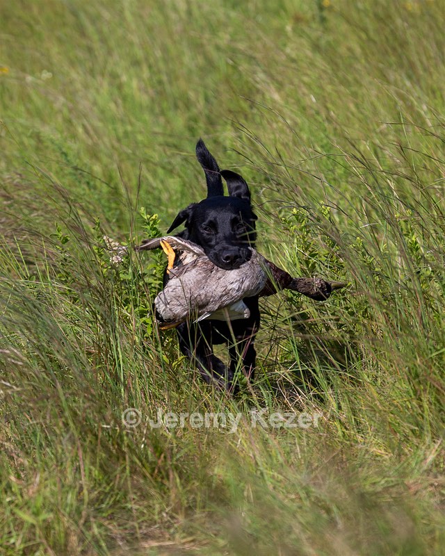 Josie Lyons