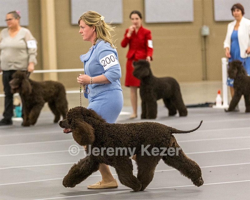 200 - GCH CH Poole’s Ide By Design (Skeeter)