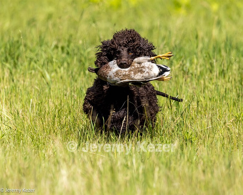 Ghillie