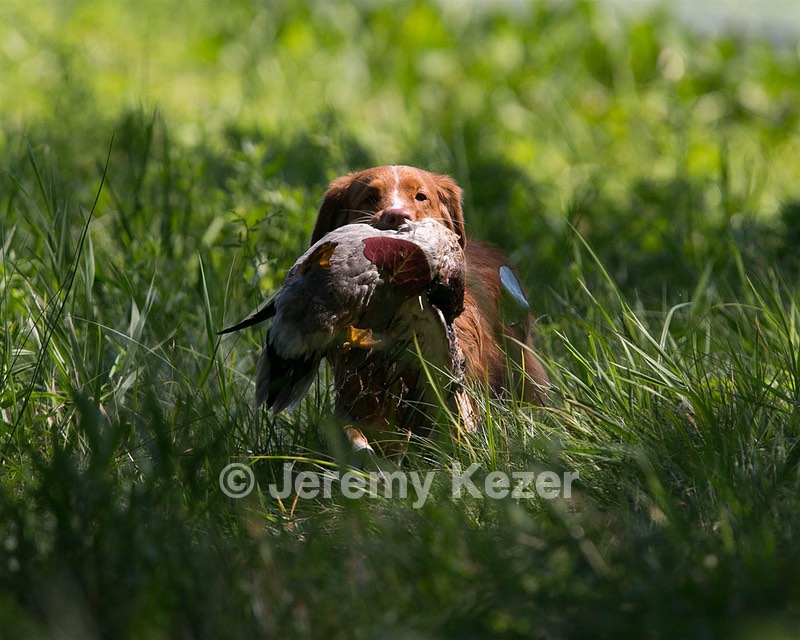 Breeze Tucker