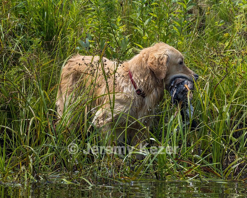 Fern Houston